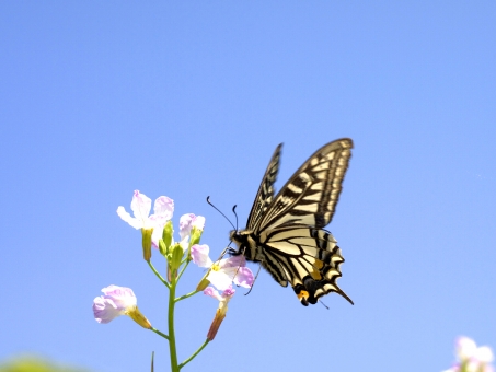 恋愛の成功におけるバタフライ効果